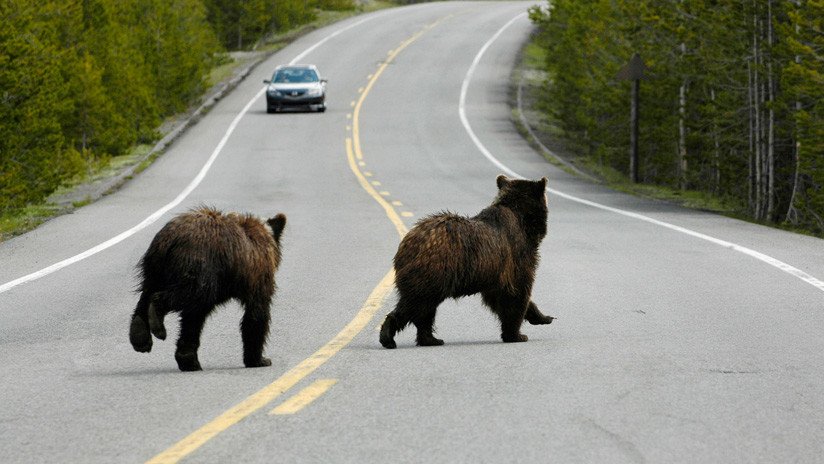 VIDEO: Filman una pelea entre dos osos 'grizzly' en una carretera de Canadá