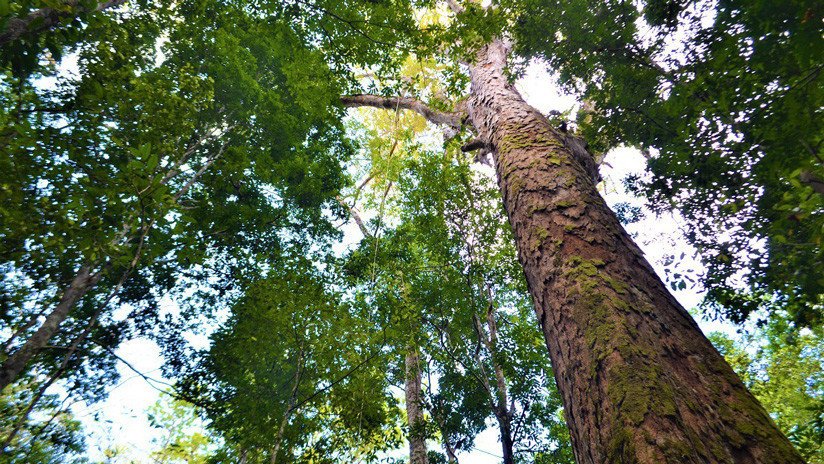 Anomalía en el Amazonas: los árboles más altos crecen un 50 por ciento más y nadie sabe por qué