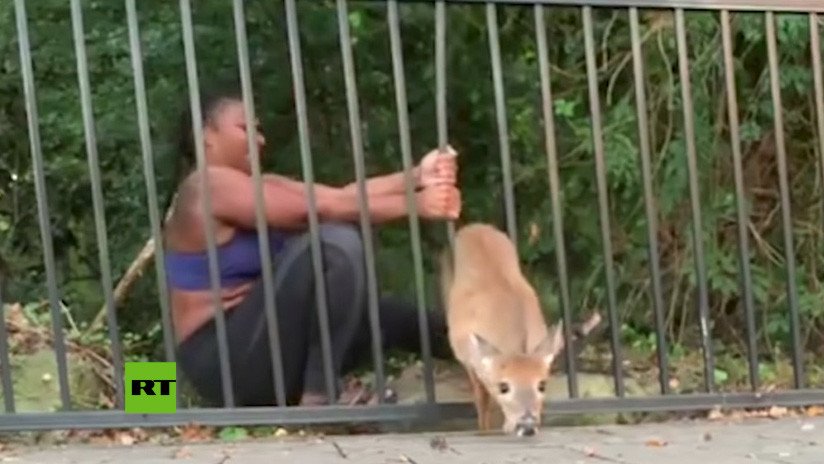 VIDEO: Una mujer salva dos veces a un ciervo atorado en diferentes vallas metálicas