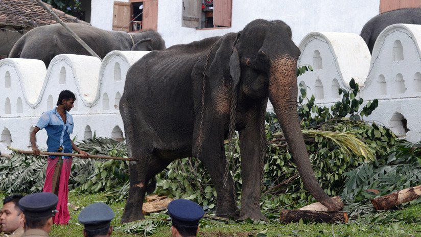 FOTOS: Muere Tikiri, la desnutrida elefanta de 70 años que fue víctima de grave maltrato animal y causó polémica en Sri Lanka