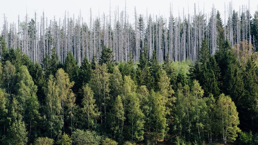 Los bosques alemanes afectados por el estrés climático mueren atacados por insectos