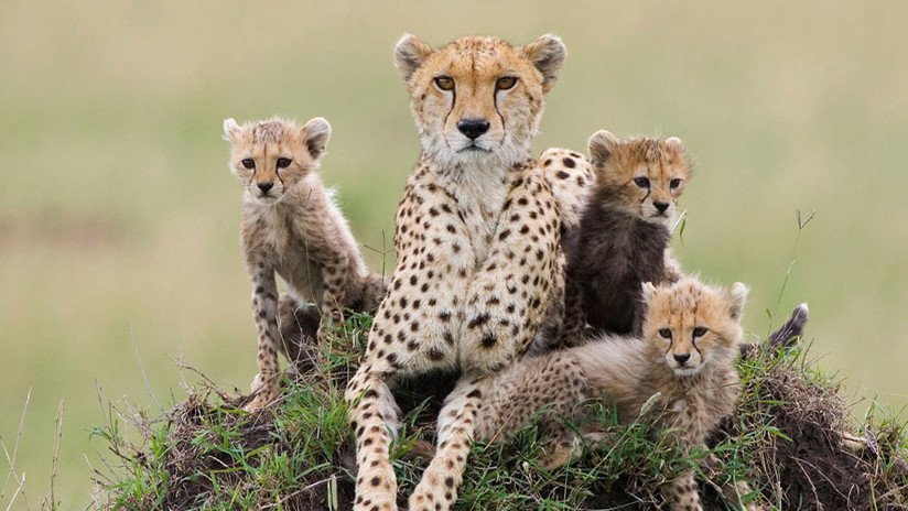 Los guepardos, en peligro de extinción por su contrabando y venta en países árabes