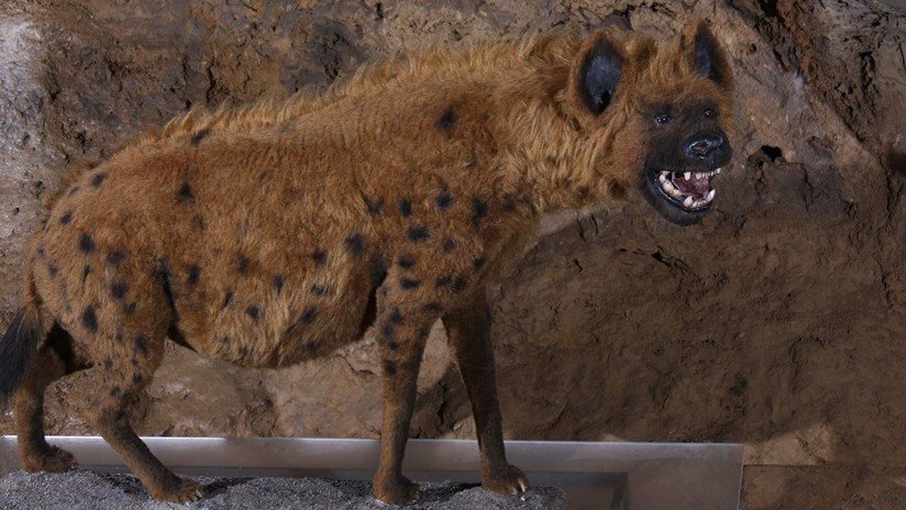 Los homínidos compitieron con hienas y lobos para habitar la cueva Denísova