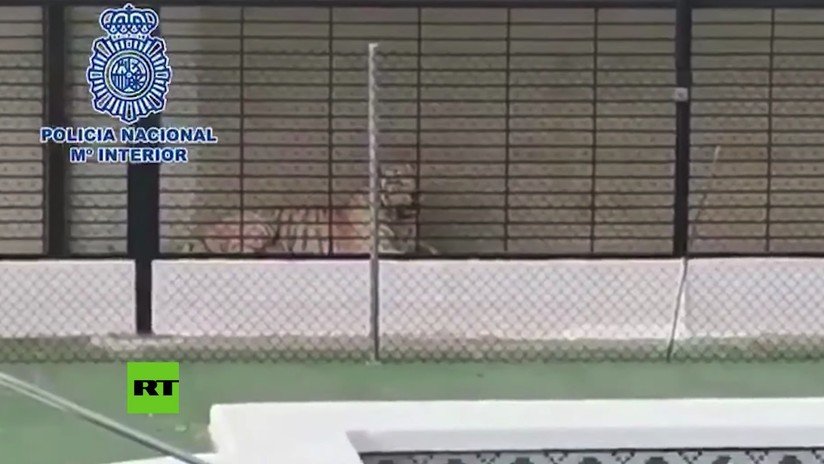 VIDEO: La Policía encuentra un ejemplar de tigre al borde de la extinción en un chalé de España