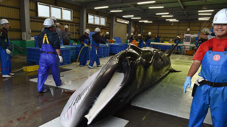 Japón reanuda la caza de ballenas minke luego de 31 años
