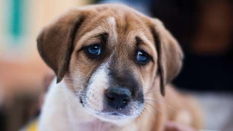 Una mujer apaga un cigarro en los ojos de un cachorro y lo graba para los "fetichistas del maltrato animal"