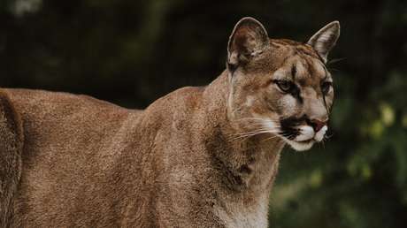 VIDEO: Sorprenden en el baño a un puma que se coló en una casa y se fuga por la ventana