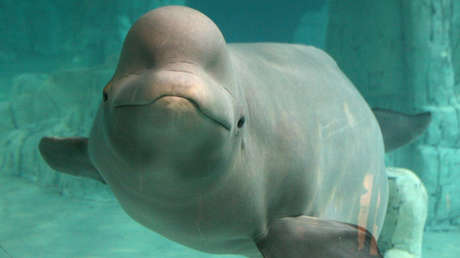 VIDEO: Una beluga le 'roba' a un kayakista su GoPro y luego la recupera del fondo del mar para devolvérsela y posar ante la cámara