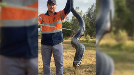 FOTO: Captura una serpiente de casi 2 metros y "bien alimentada" en Australia