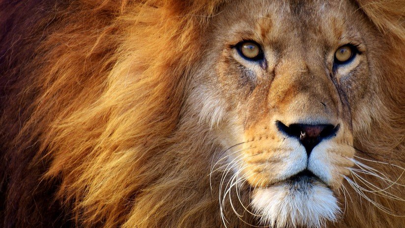 Mujer entra al foso de un león en un zoo de Nueva York para 'torearlo' (VIDEO)