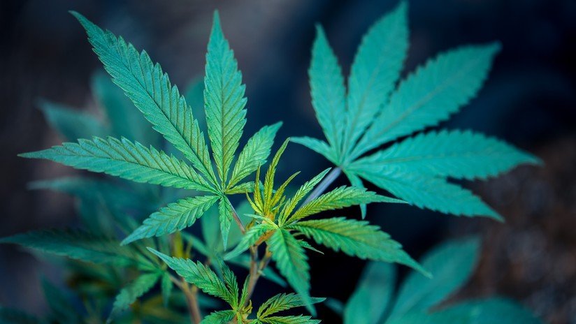 Una compañía uruguaya se hace pionera en la exportación de cannabis medicinal desde América Latina