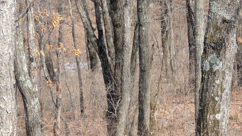 FOTO: Un parque nacional ruso publica una imagen de un leopardo 'invisible'