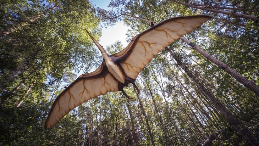 'Dragón de hierro': descubren en Australia los restos de un gigante reptil prehistórico volador