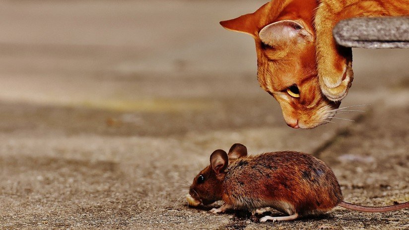 De presa a cazador: la valentía de un ratón apabulla a un gato (VIDEO)