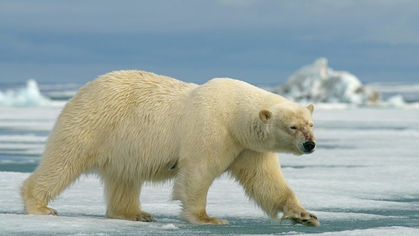 VIDEO, FOTOS: Un oso polar hambriento obliga a exploradores rusos a resguardarse en un avión soviético