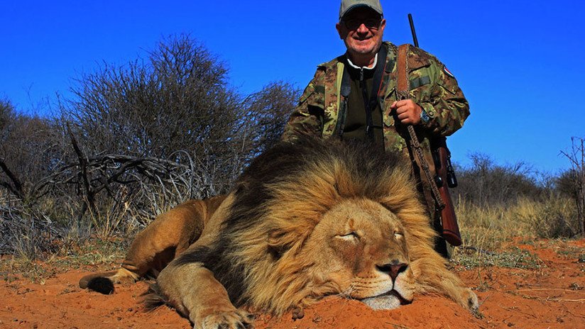 Empresa de safari propone polémica oferta de cazar a una leona gratis si logran matar a un león
