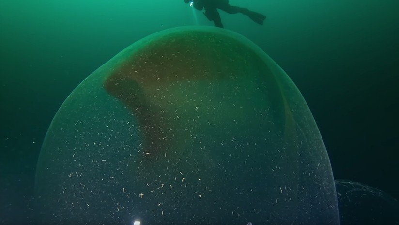 VIDEO: Captan una enorme bolsa gelatinosa con una gran cantidad de huevos de calamar de diez tentáculos