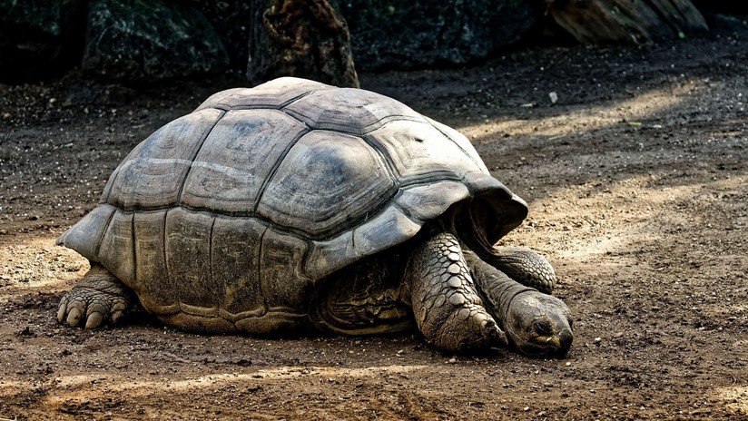 FOTO: Zoológico chino pega una canasta sobre una tortuga para que le lancen 'monedas de la suerte'
