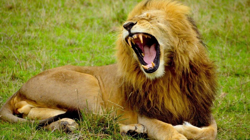 FOTOS: Un enorme león aterroriza a un fotógrafo con un rugido fuerte y  luego 