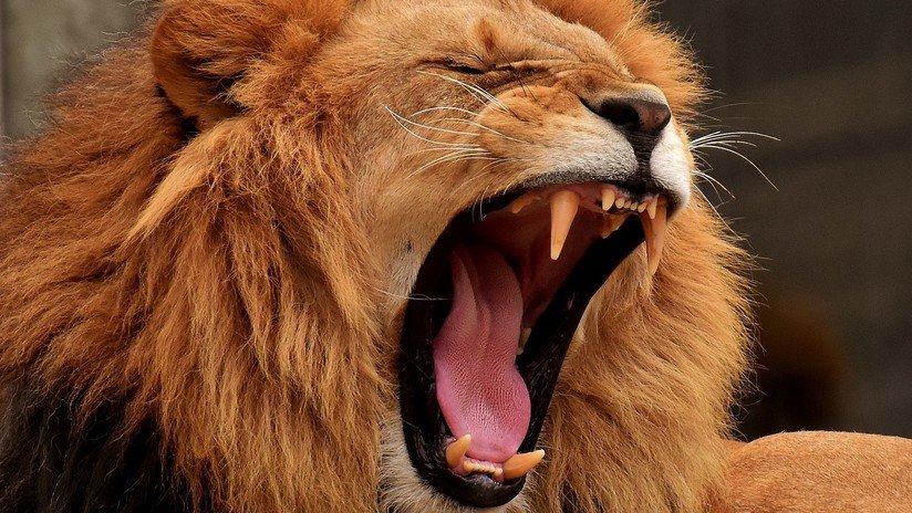 'Deuda feroz': el electricista exige su dinero y el cliente le suelta un león
