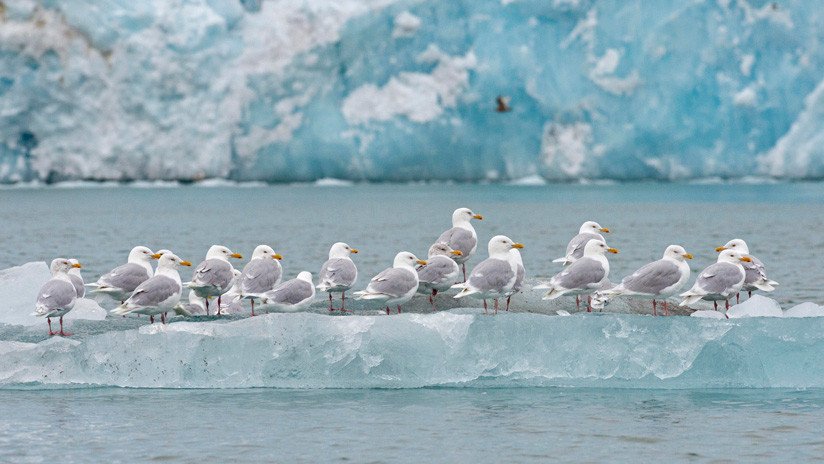 El calentamiento global impide a las plantas y animales del Ártico reproducirse con normalidad