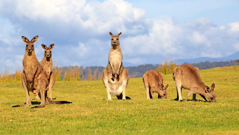 Los canguros en Australia intentan sobrevivir la sequía comiéndose a otros canguros muertos