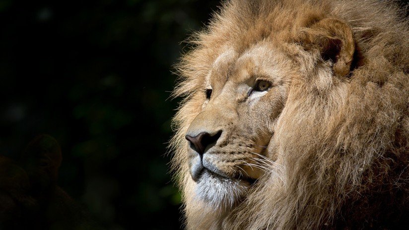 VIDEO: Pasa un minuto al lado de un león como si nada en un zoo de India