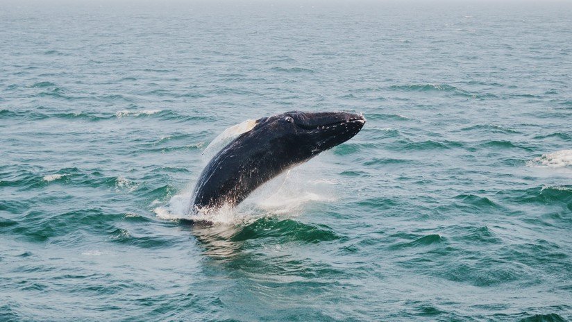 Varias ballenas 'enloquecen' tras un sismo en California (FOTOS)