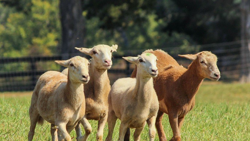 Esquilan 3.500 ovejas por el calor en Argentina, baja la temperatura y mueren de hipotermia
