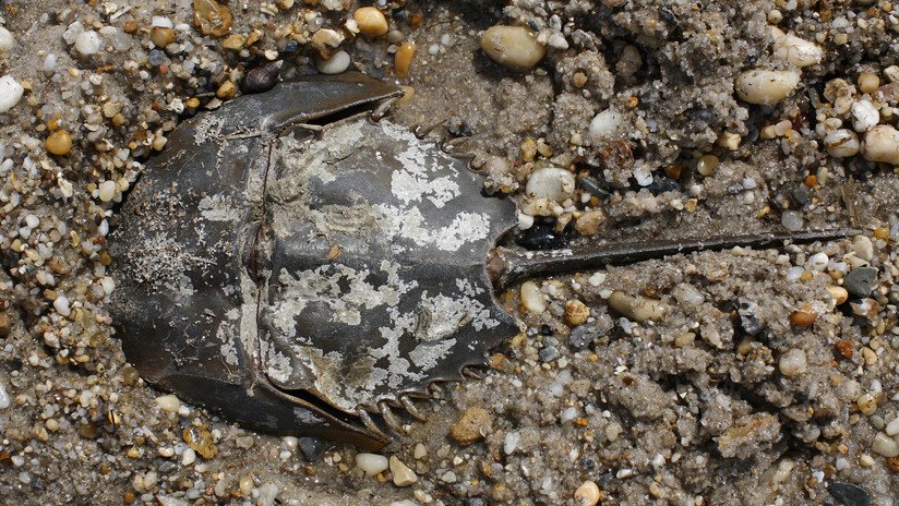 Identifican los restos fósiles de un animal parecido a un cangrejo herradura en Australia (FOTO)