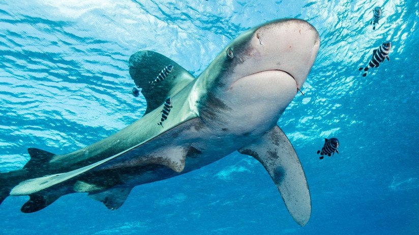 Un tiburón arranca las manos y un pecho a una turista frente a su familia
