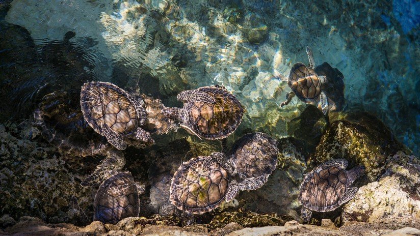 Una especie de tortugas podría quedarse sin machos a causa del calentamiento global