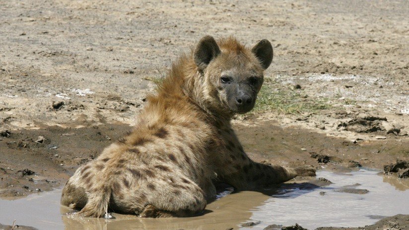 VIDEO: Una hiena salva a un jabalí de ser devorado por un leopardo
