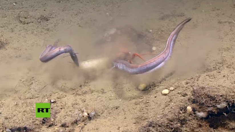 VIDEO: Cangrejo lucha por su comida en una feroz batalla contra dos anguilas