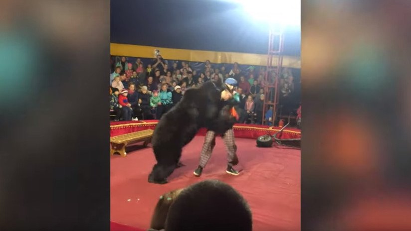 VIDEO: Un oso de circo ataca a su domador en plena función