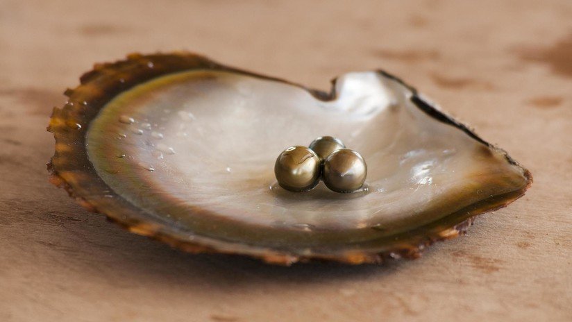 "Solo una vez en la vida": una pareja encuentra una perla dentro de una ostra mientras cena en un restaurante (FOTO)