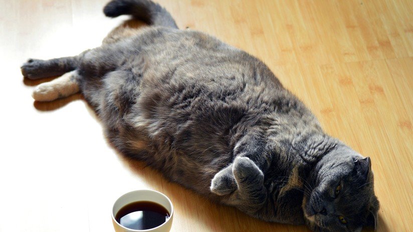VIDEO: Una gata obesa y demasiado perezosa simula hacer ejercicio en la cinta moviendo una sola pata