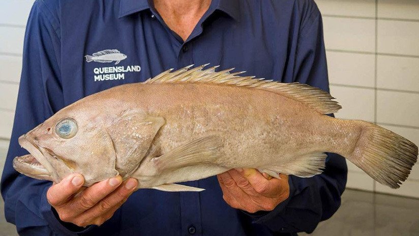En Australia llevan años comiendo un pescado que la ciencia desconocía