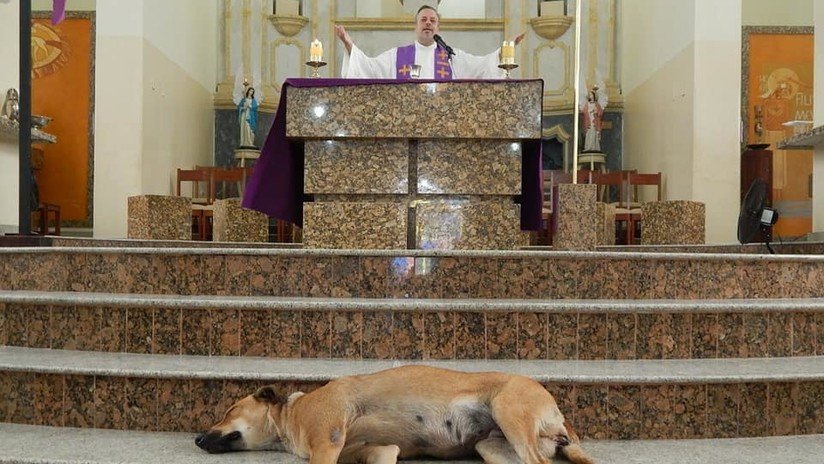 FOTOS: Un sacerdote brasileño hace misa con perros callejeros para buscarles nuevo hogar