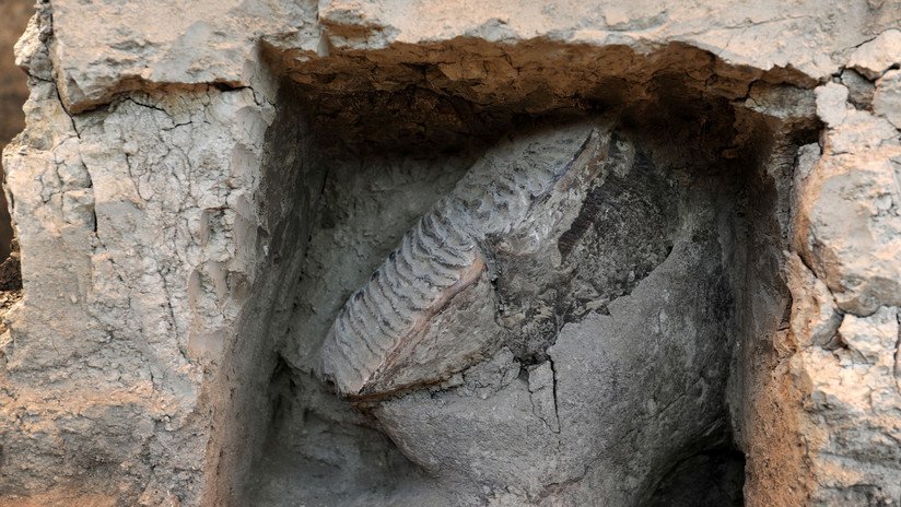FOTOS: Terremotos en California dejan al descubierto un fósil de un gran animal de hace 15 millones de años