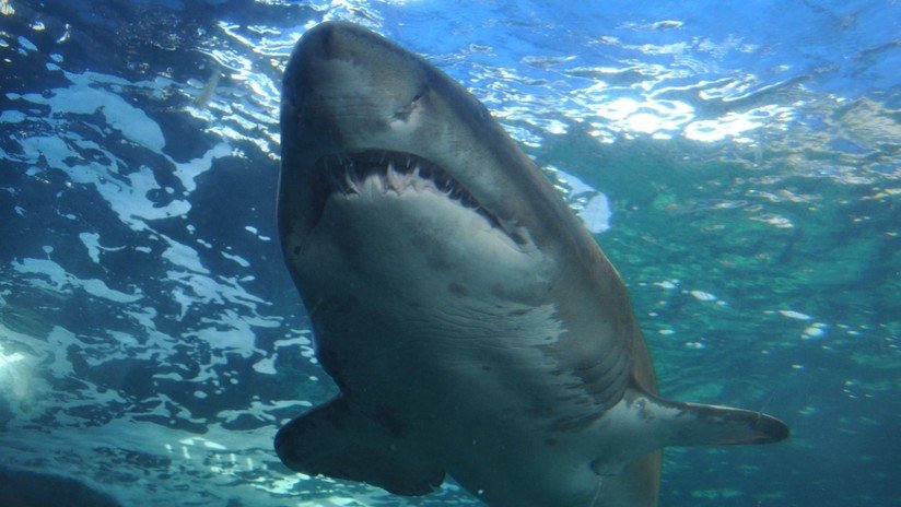 VIDEO: Captan a un tiburón blanco nadando de espaldas y mostrando todos sus dientes