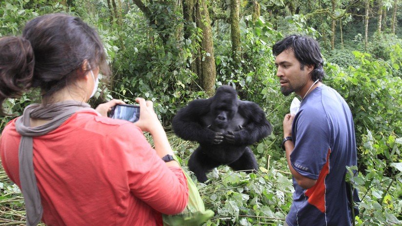 Estudio: Selfis de turistas podrían poner en riesgo la vida de los gorilas en África