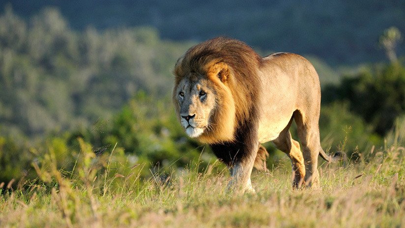 Envenenan y descuartizan a una familia de leones en Sudáfrica para usarlos en rituales de magia negra