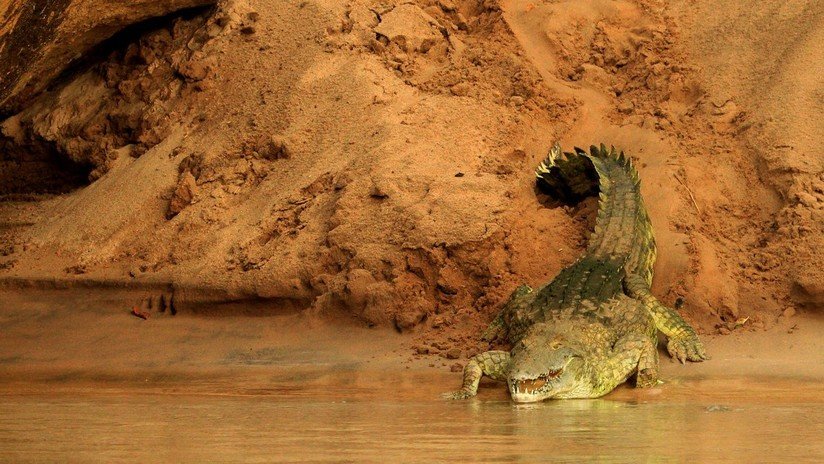Una niña de 11 años salta sobre un cocodrilo y le arranca los ojos para salvar a su amiga del ataque del reptil