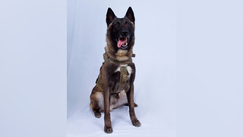 Trump hace una entrega 'photoshopeada' de medalla al heroico perro del Ejército de EE.UU. y enfurece a internautas