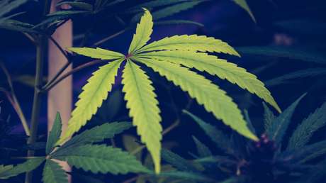 VIDEO: Un policía de EE.UU. devuelve una bolsa de marihuana a un conductor porque no la puede requisar