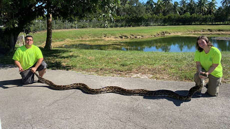 FOTOS: Atrapan en Florida a una enorme pitón de 44 kilogramos que devoraba animales
