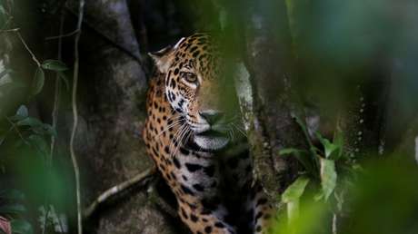 "Angustiantes" imágenes de un jaguar jugando con una botella de plástico en Brasil