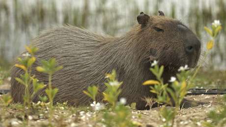 Multan con unos 160.000 euros a la aerolínea Iberia por la muerte de varios capibaras en la bodega de un avión