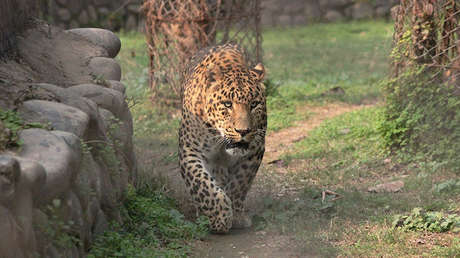 VIDEO: Un leopardo se acerca sigilosamente a un perro que duerme delante de su casa y se abalanza sobre él